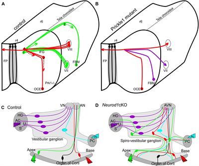 Neuronal Migration Generates New Populations of Neurons That Develop Unique Connections, Physiological Properties and Pathologies